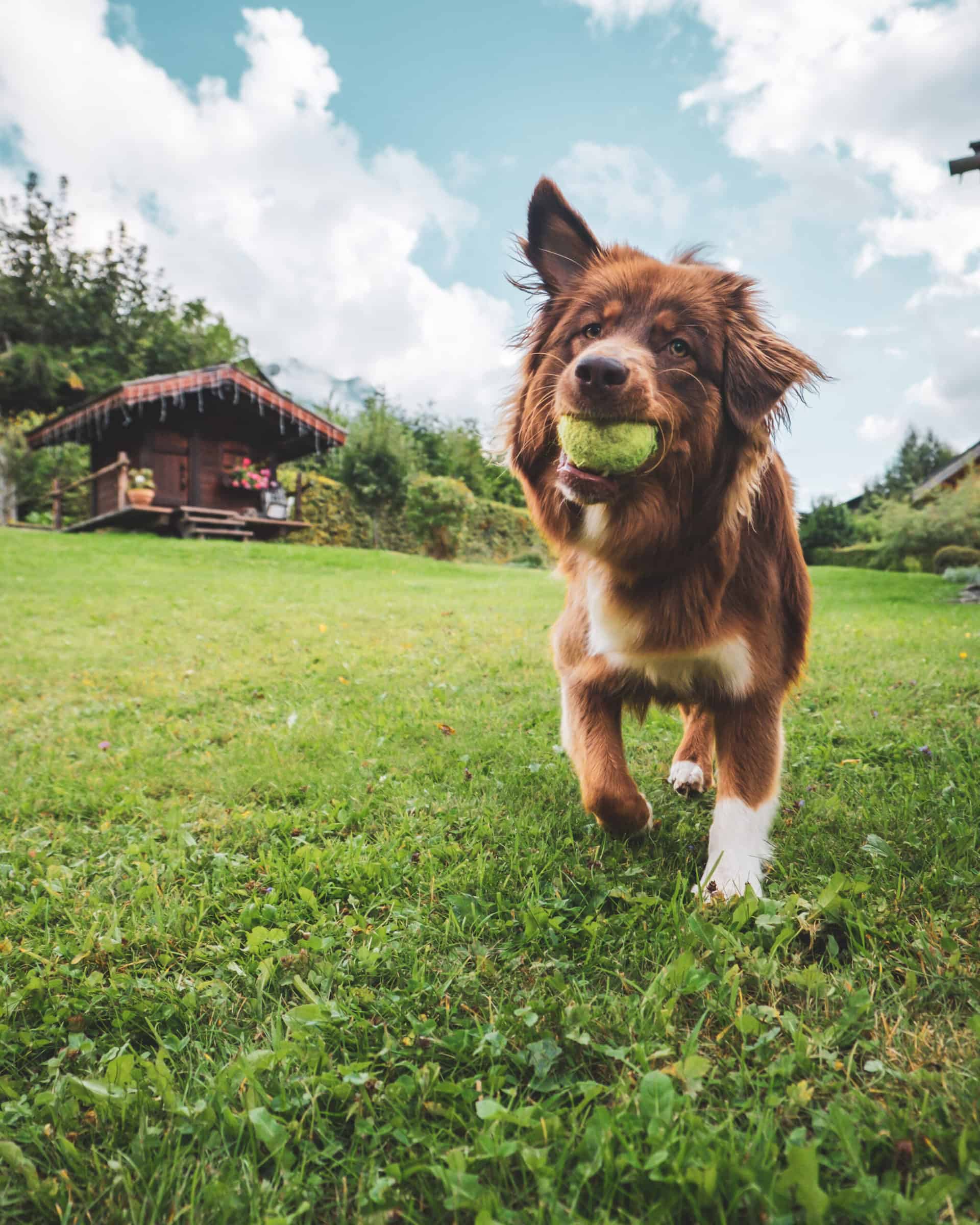 A brown dog running with a ball in a garden.