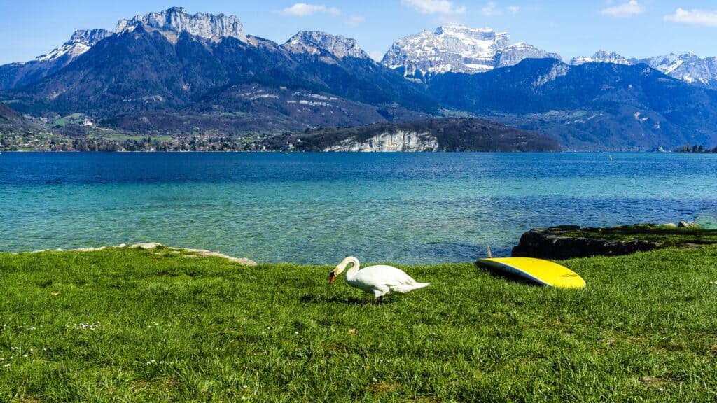 Plage Municipale, Saint-Jorioz with mountain backdrop and swans on the lawn