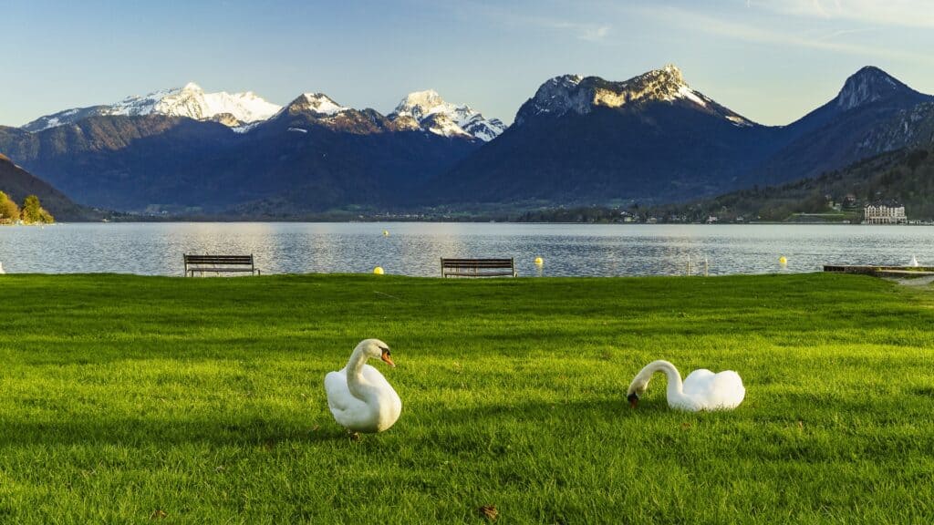 Plage municipale, Talloires with mountain backdrop and swans on the lawn