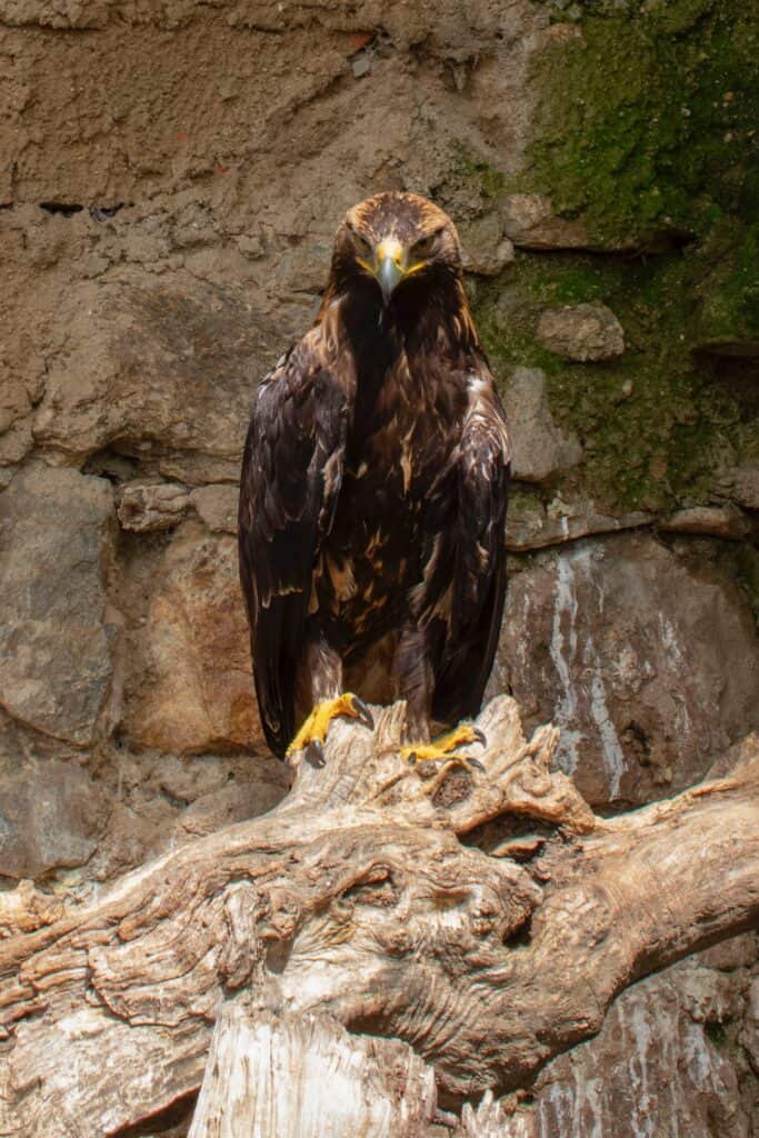 A majestic golden eagle perched on a branch: the emblematic bird of the Alps