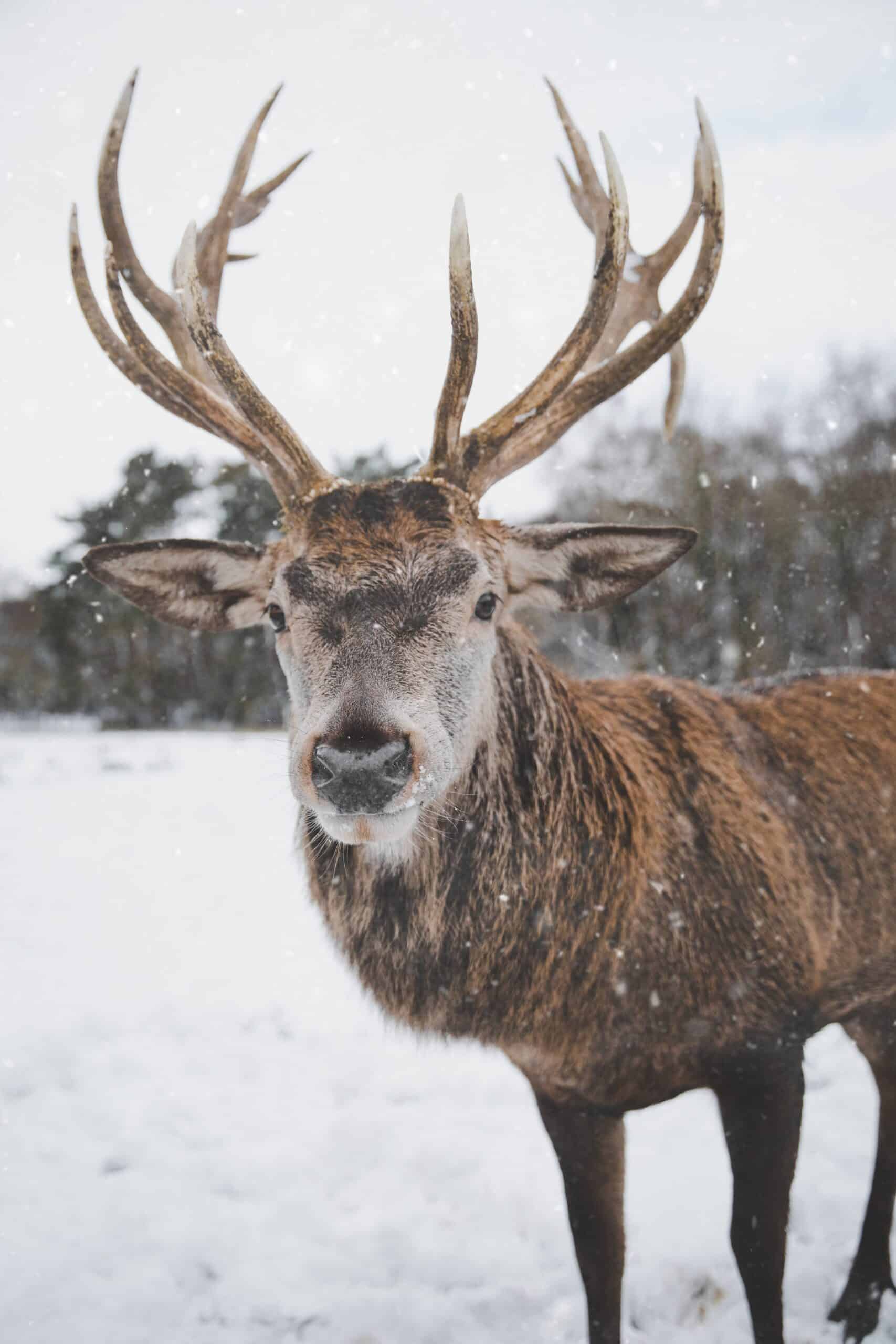 Snow makes life difficult for deer