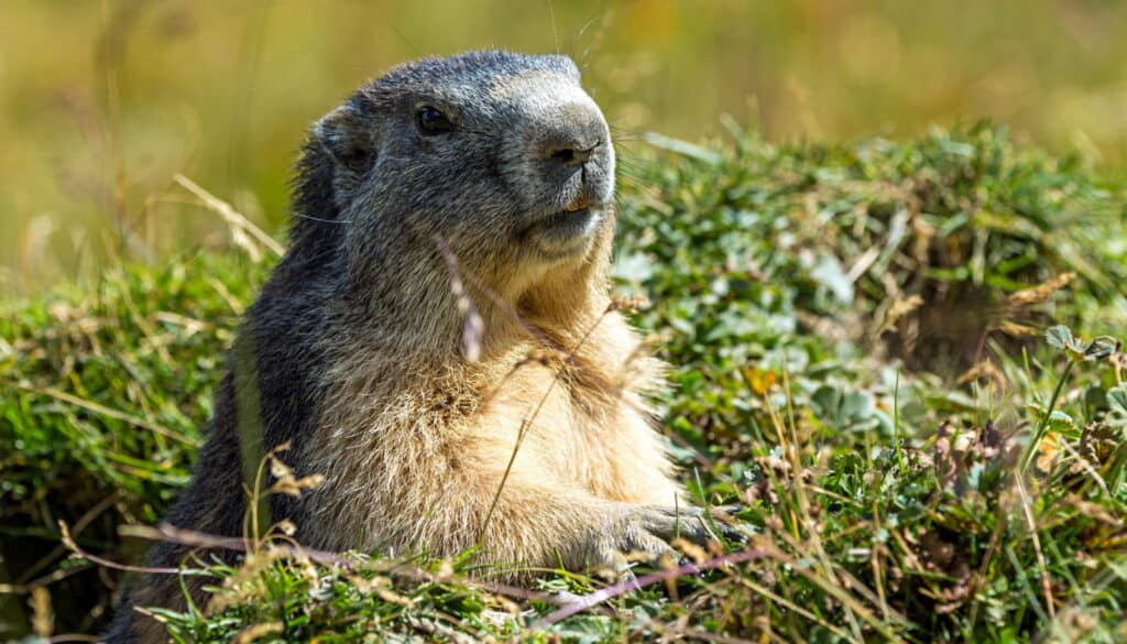 A marmot emerges from its burrow