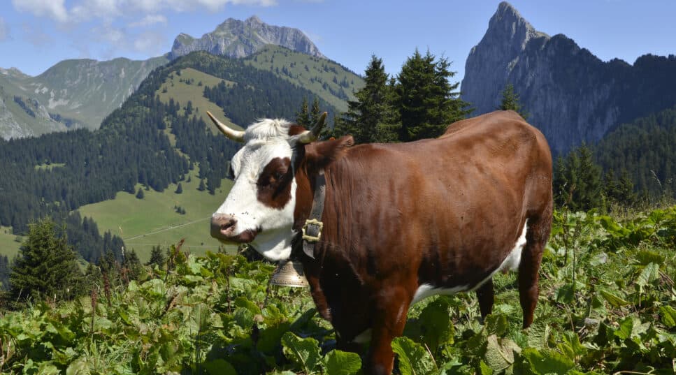 The Abondance cow is a breed specific to Savoie