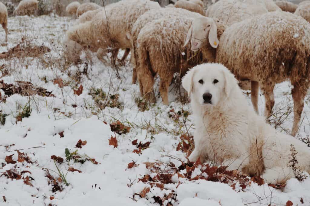 Un patou assis devant la neige devant son troupeau de moutons 