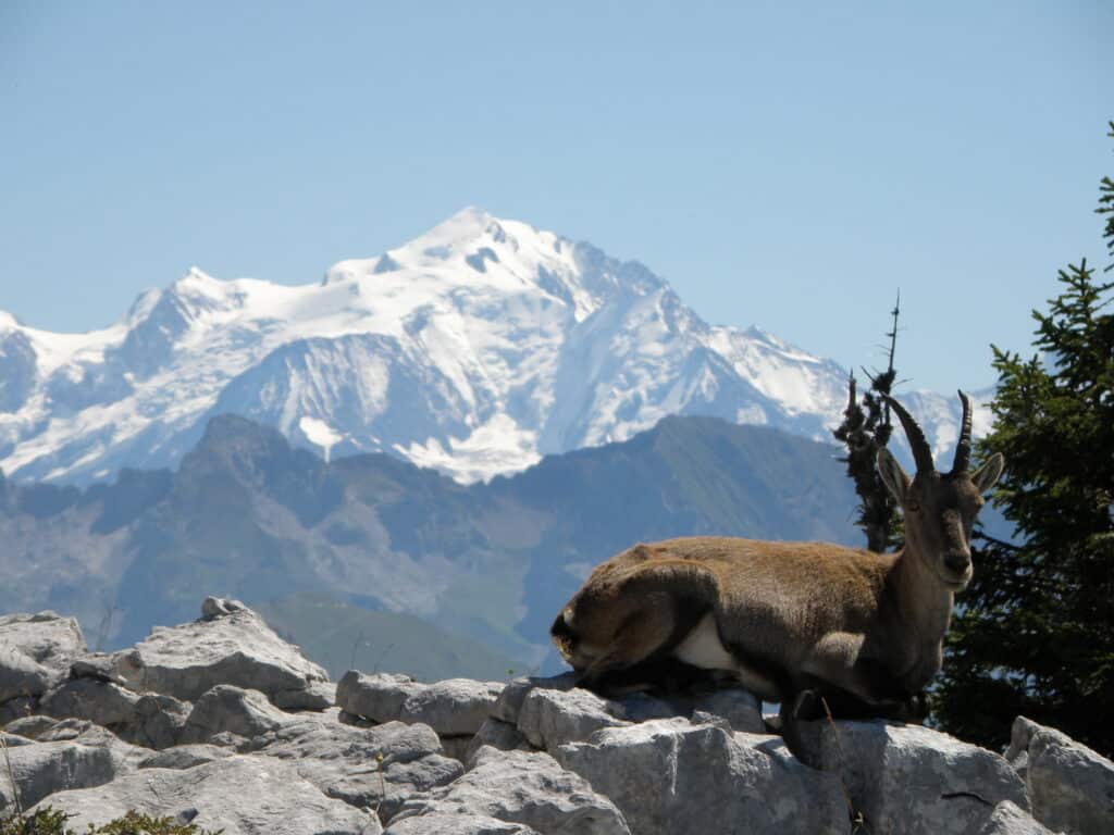 An ibex rests on some rocks in front of a mountain backdrop