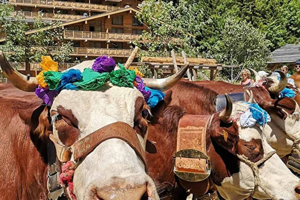 Mountain cows are decorated ready for their descent to the lower pastures