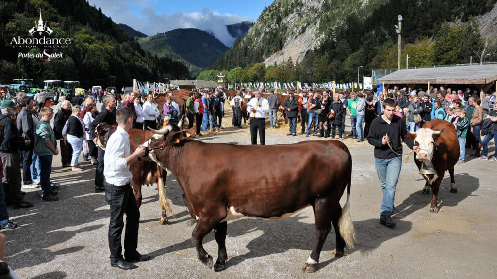 Exhibitors show their cows at the Abondance autumn fair